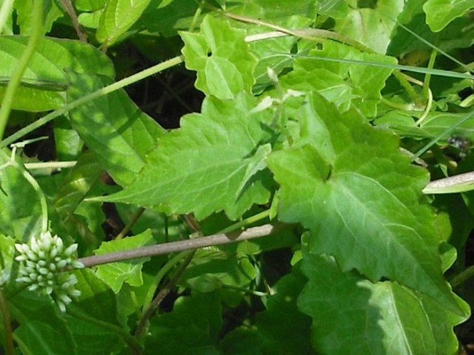 Mikania cordata