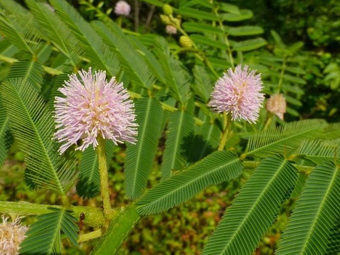 MIMOSA PIGRA L. – citlivka