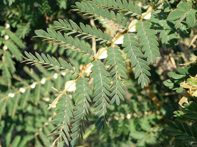 MIMOSA LATISPINOSA Lam. – citlivka