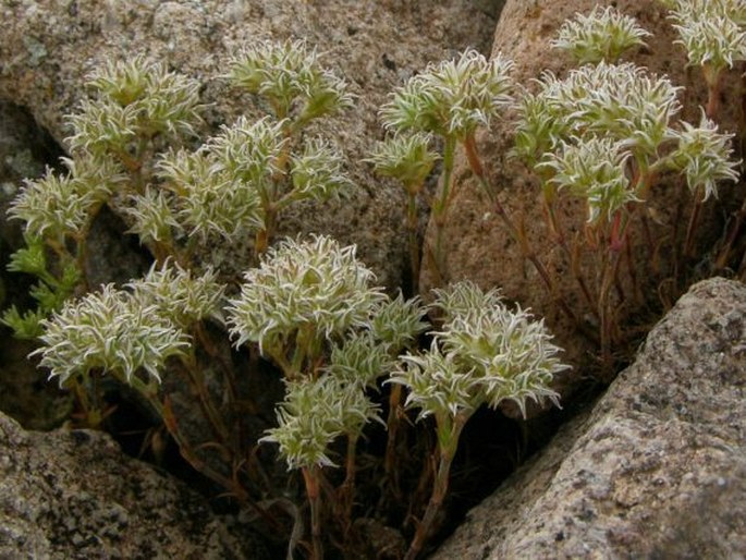 Minuartia hamata