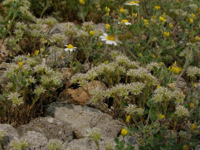 Minuartia hamata