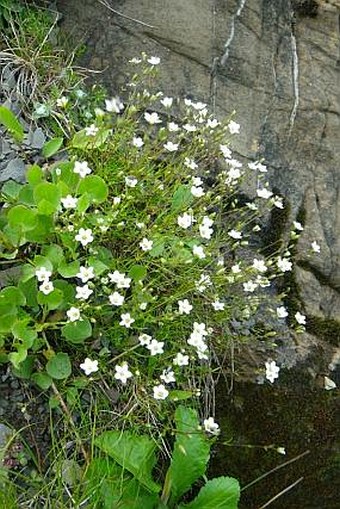 Minuartia pauciflora