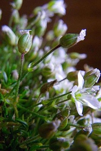 Minuartia pauciflora