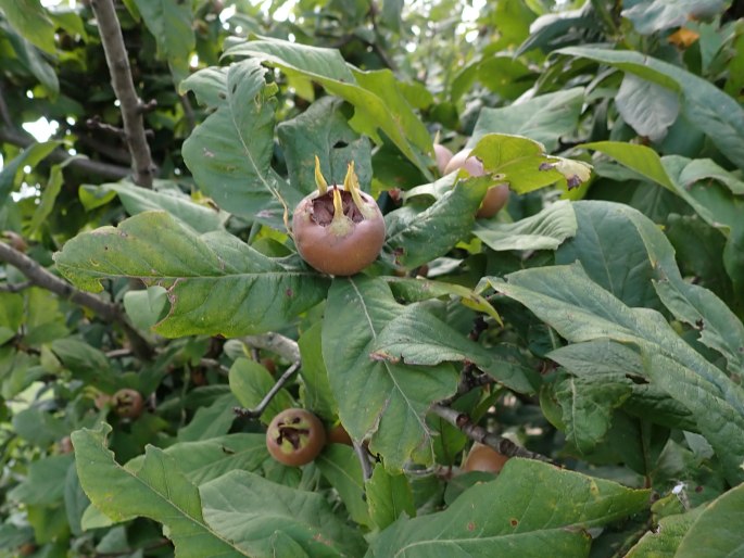 Mespilus germanica