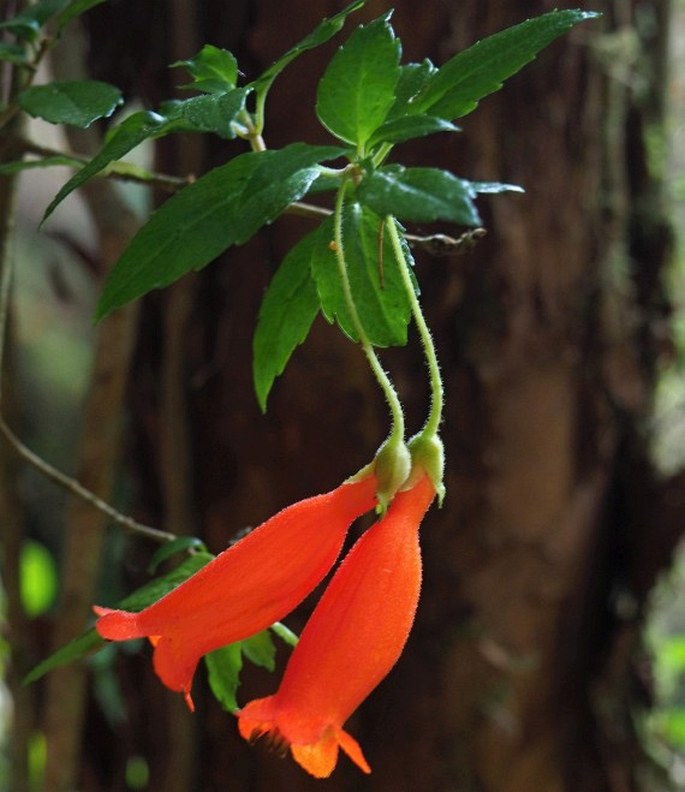 MITRARIA COCCINEA Cav.