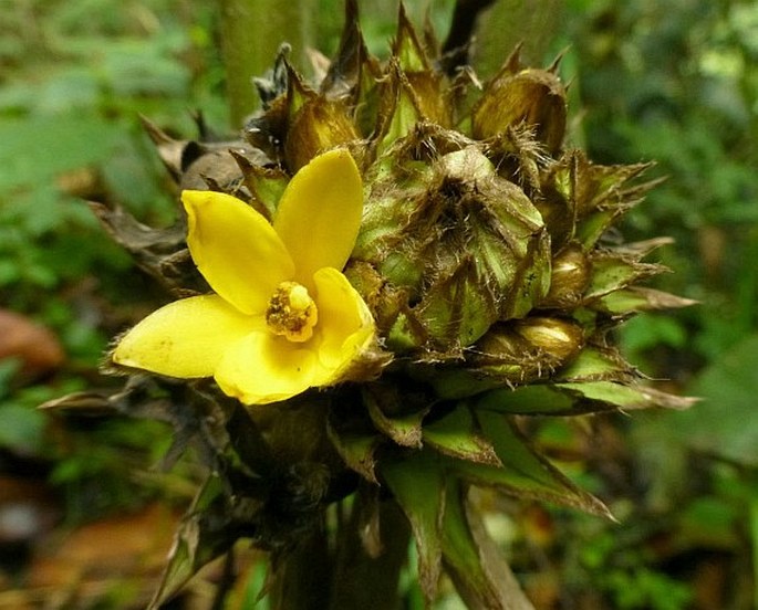 MOLINERIA CAPITULATA (Lour.) Herb.