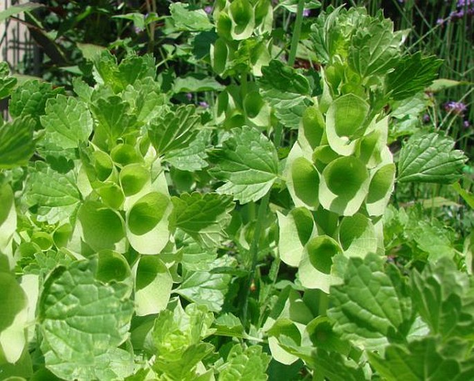 MOLUCCELLA LAEVIS L. - širokalich hladký