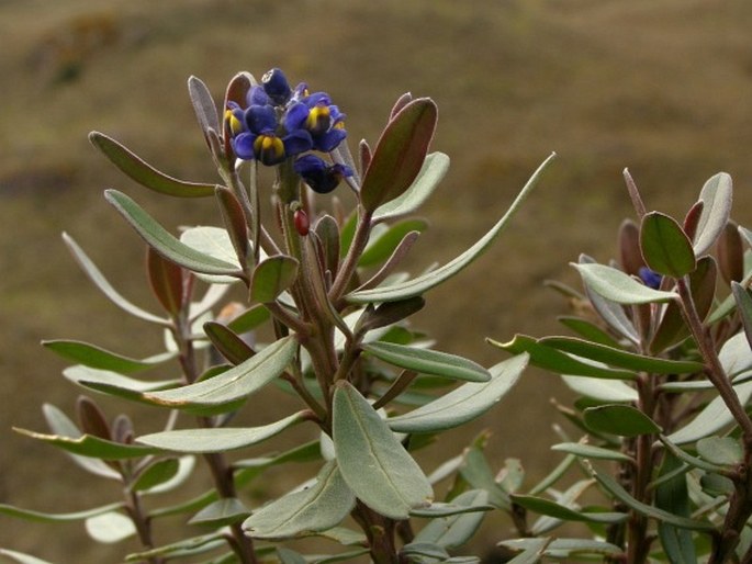 MONNINA LIGUSTRINA (Bonpl.) B. Ericsen