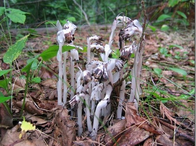 Monotropa uniflora