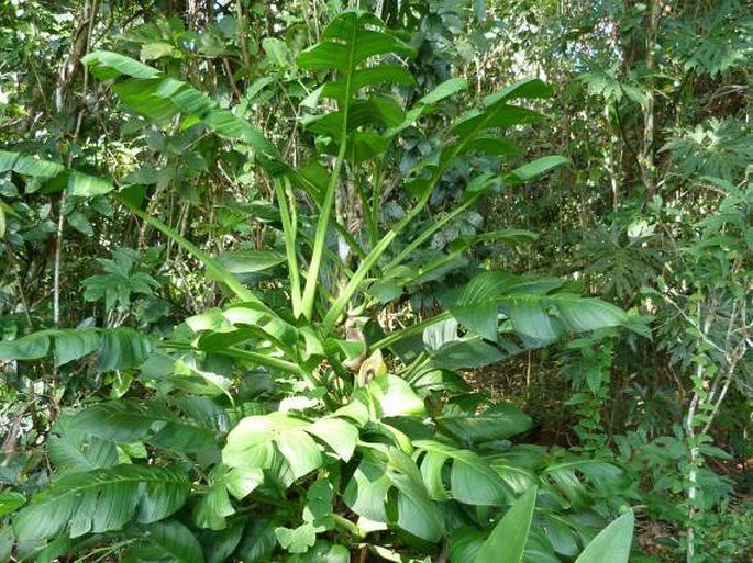 Monstera dissecta