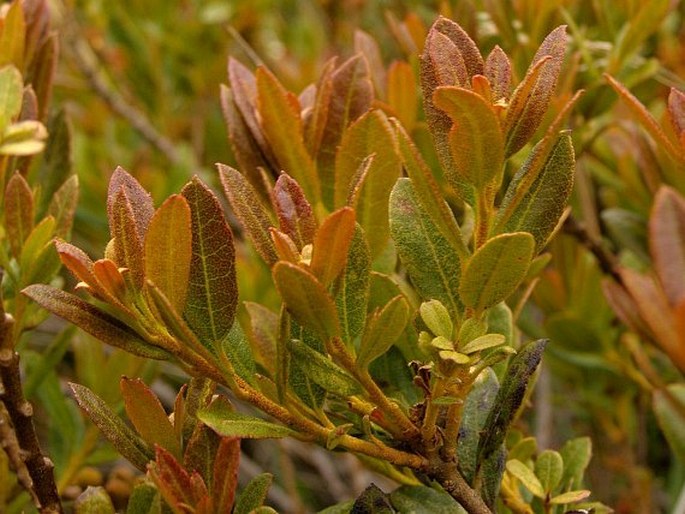 Morella parvifolia