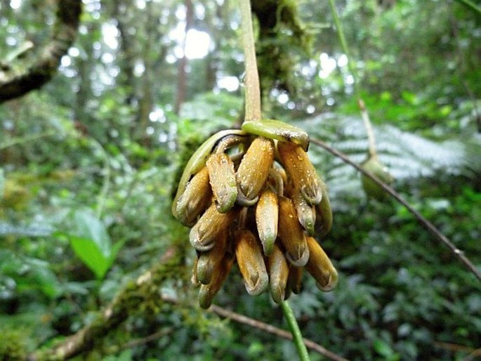 Mucuna urens