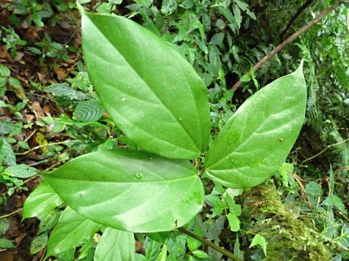 Mucuna urens