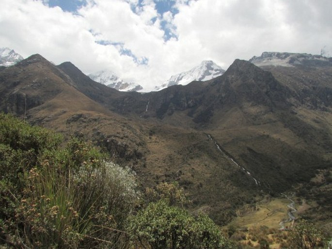 Muehlenbeckia volcanica