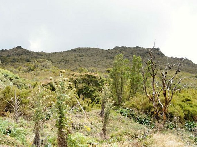 Kostarika, Cerro de la Muerte