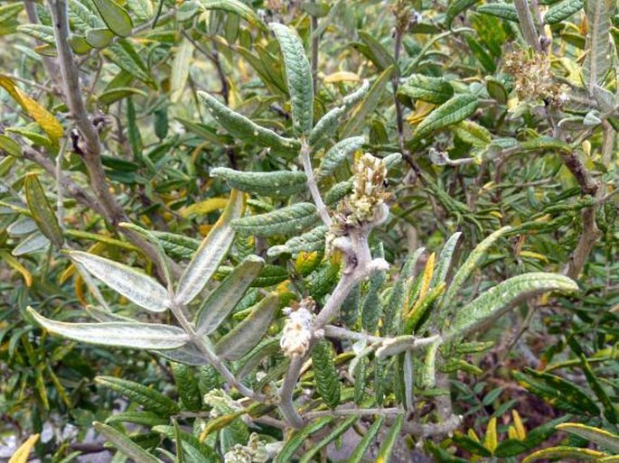 Mundulea barclayi