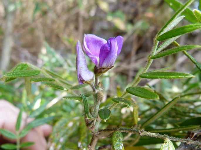 Mundulea barclayi