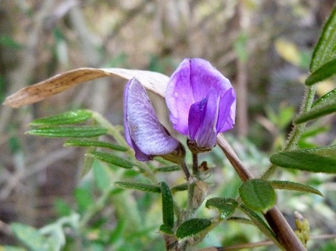 MUNDULEA BARCLAYI (Hook.) Du Puy