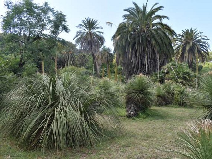 Zahrady světa: Itálie, Řím, Museo Orto Botanico di Roma