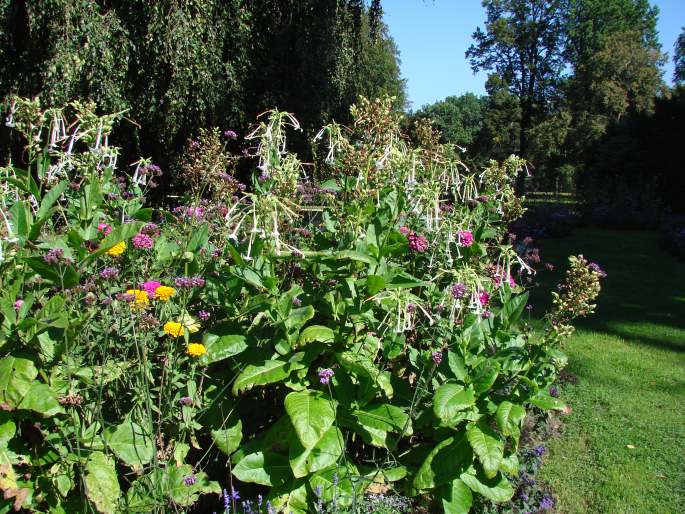 Nicotiana sylvestris