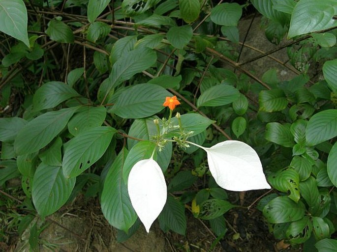 MUSSAENDA FRONDOSA L. - dlouhocévka listnatá