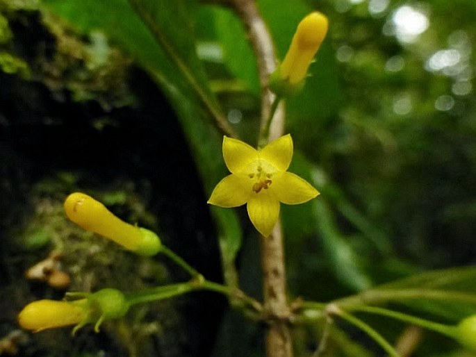 Mycetia cauliflora