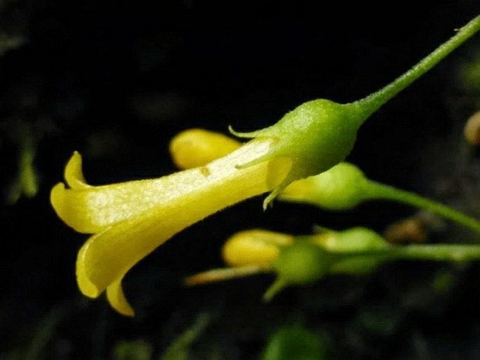 Mycetia cauliflora