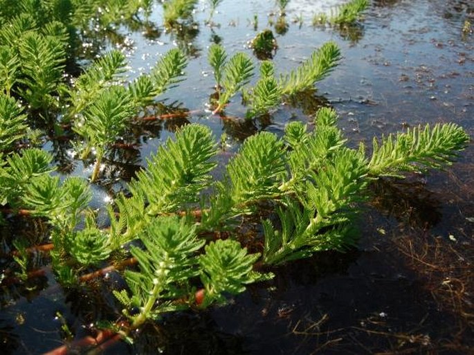 MYRIOPHYLLUM AQUATICUM (Vell.) Verdc. – stolístek / stolístok