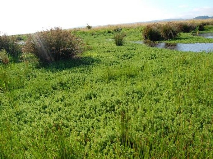 Myriophyllum aquaticum