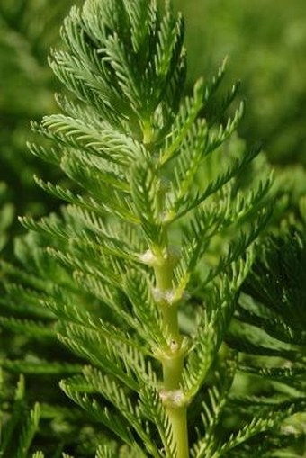 Myriophyllum aquaticum