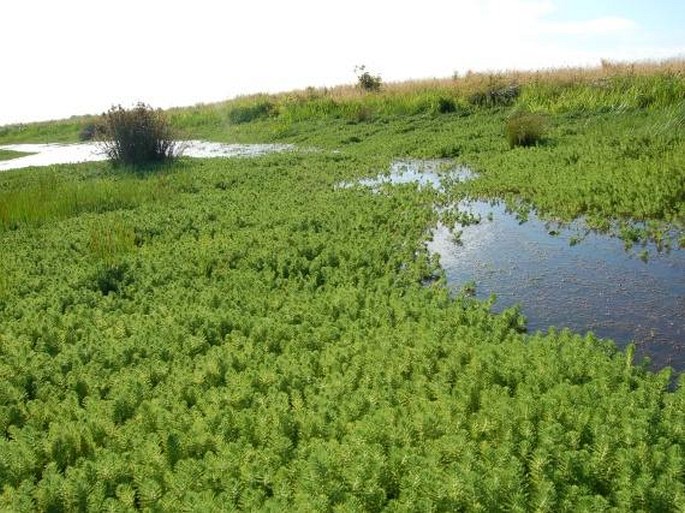 Myriophyllum aquaticum