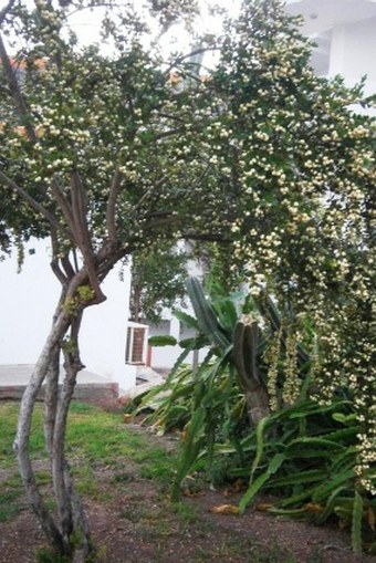 Myrtus communis subsp. tarentina