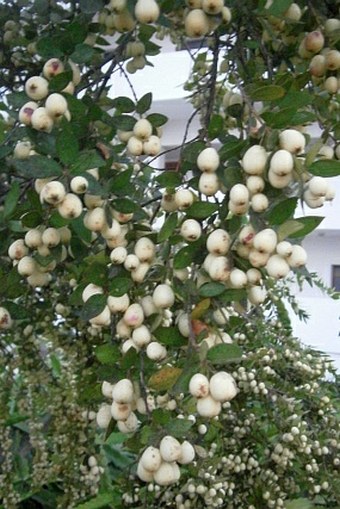 Myrtus communis subsp. tarentina