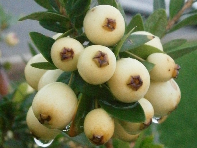 Myrtus communis subsp. tarentina