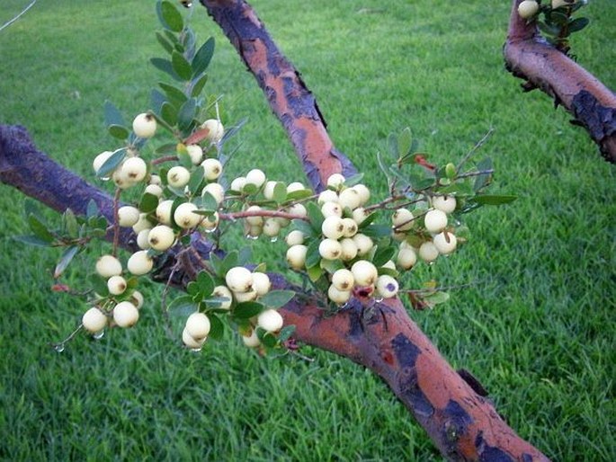 Myrtus communis subsp. tarentina