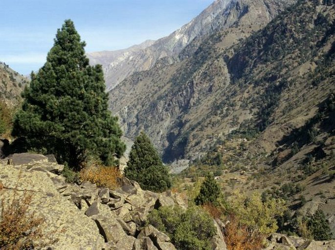 Nanga Parbat