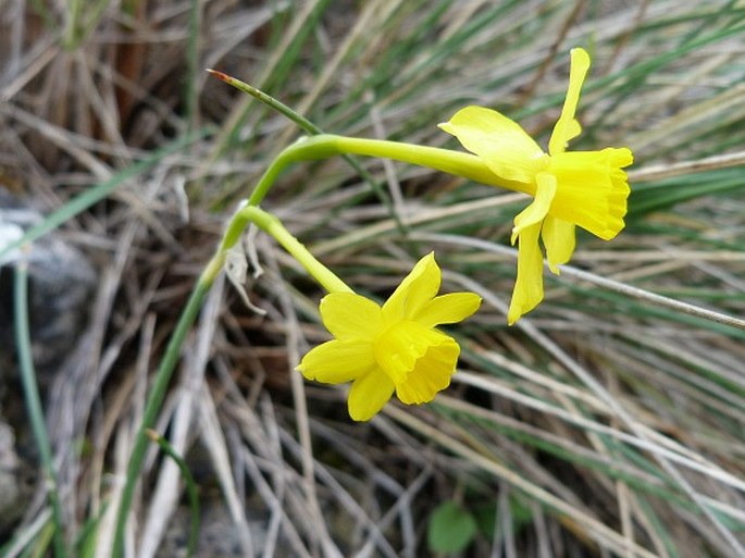 NARCISSUS JONQUILLA L. – narcis