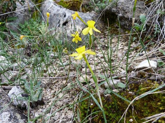 Narcissus jonquilla