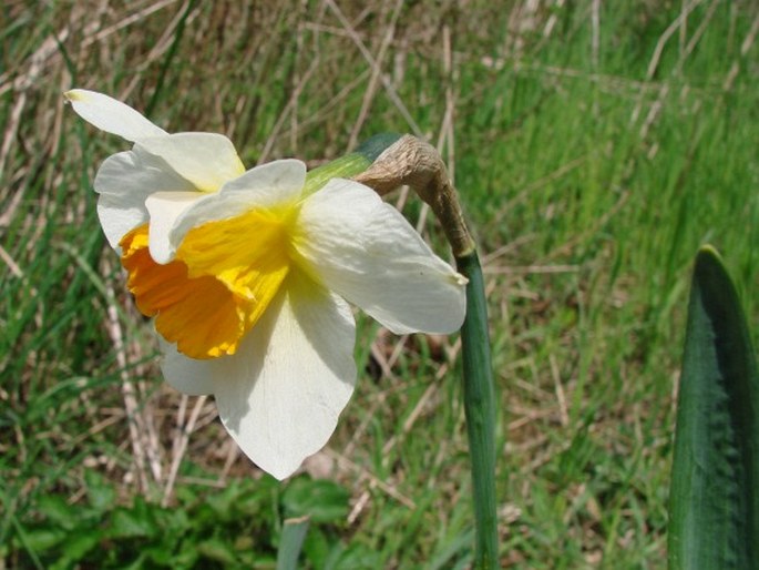 NARCISSUS ×INCOMPARABILIS Mill. – narcis zkřížený