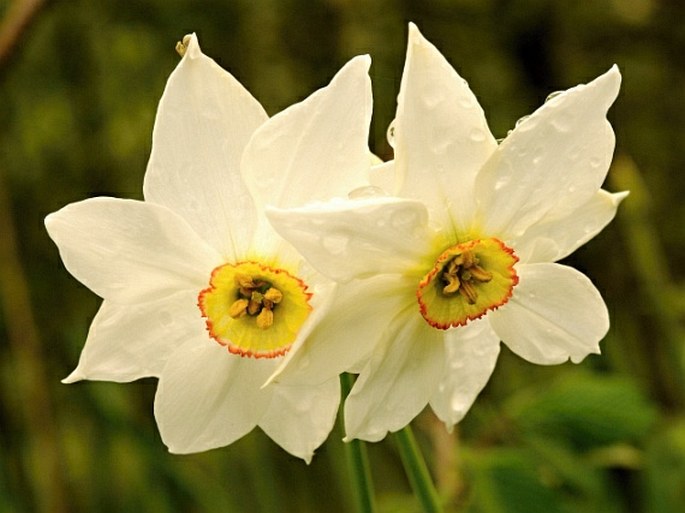 NARCISSUS POËTICUS subsp. RADIIFLORUS (Salisb.) Baker – narcis