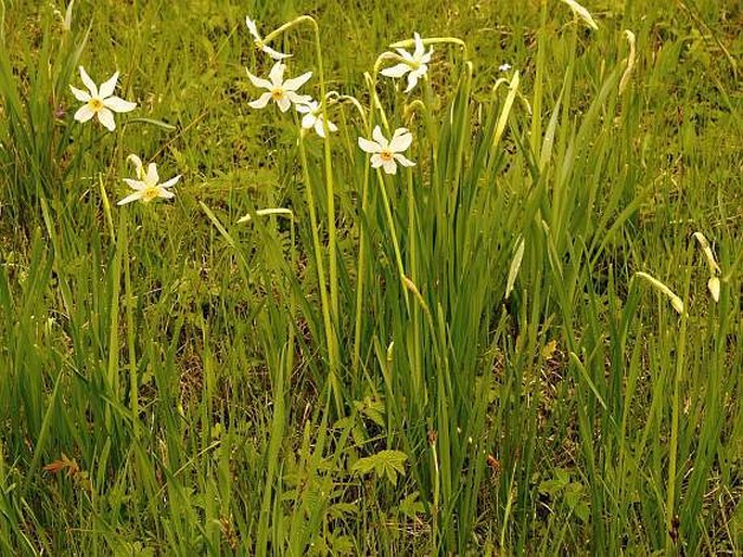 Narcissus poëticus subsp. radiiflorus