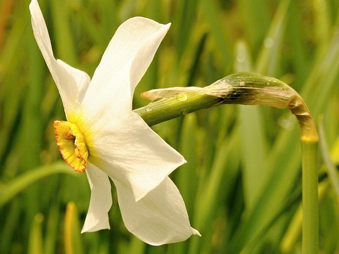 Narcissus poëticus subsp. radiiflorus