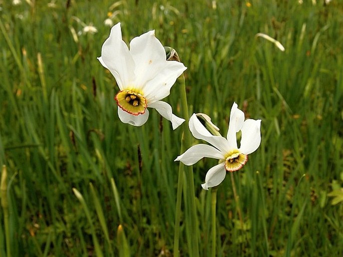 Narcissus poëticus subsp. radiiflorus