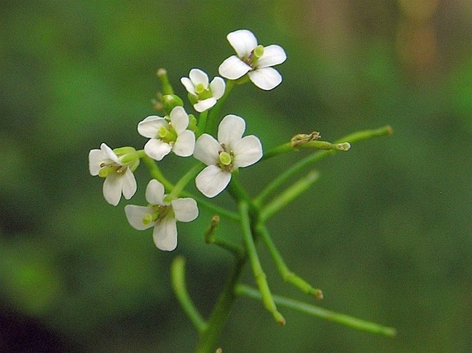 NASTURTIUM ×STERILE (Airy Shaw) Oefelein - potočnice zkřížená / potočnica