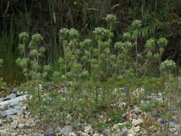 Navarretia squarrosa