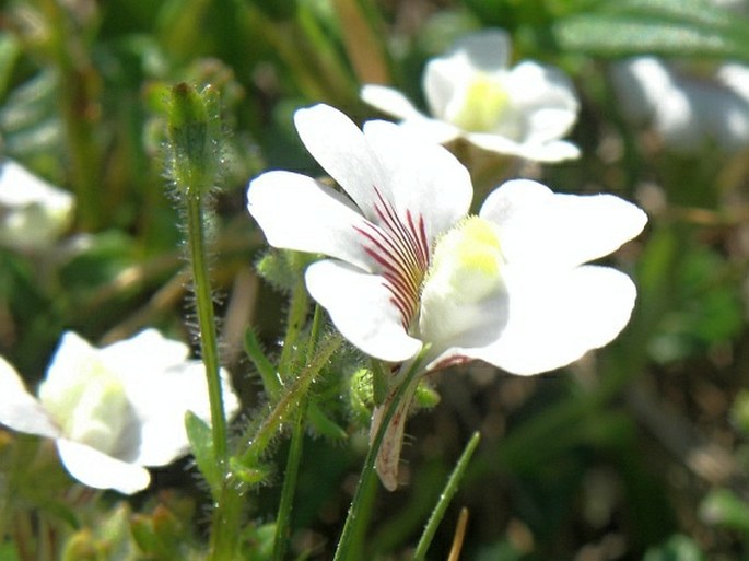 Nemesia lucida