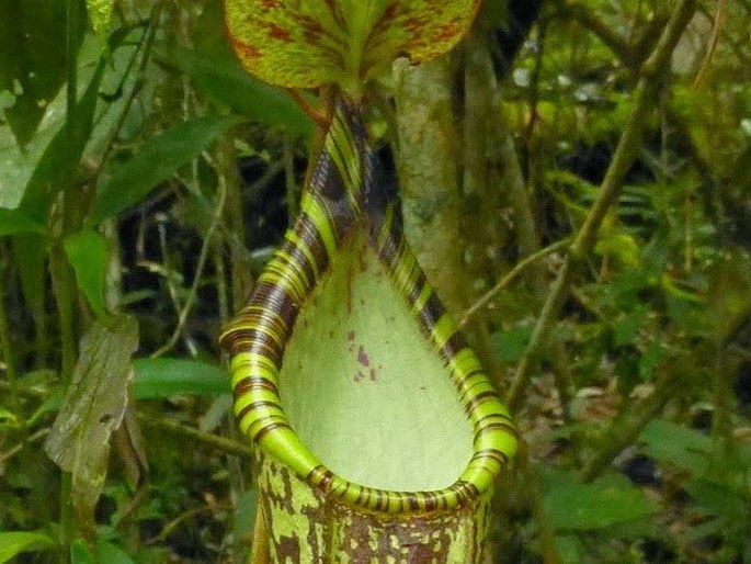 Nepenthes spectabilis