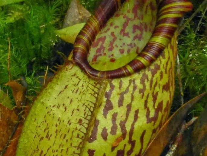 Nepenthes spectabilis