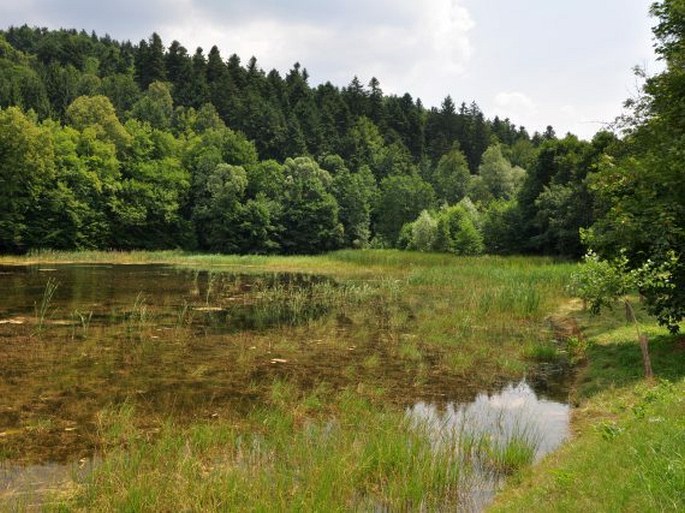 Rybník Neratov - přírodní památka