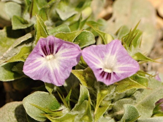 NEURACANTHUS ROBECCHII subsp. ATRATUS Bidgood et Brummitt